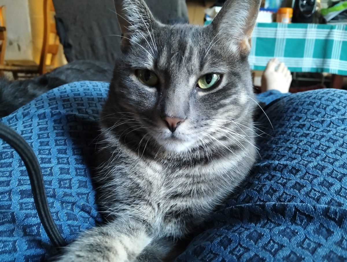 Gato perdido – Tito