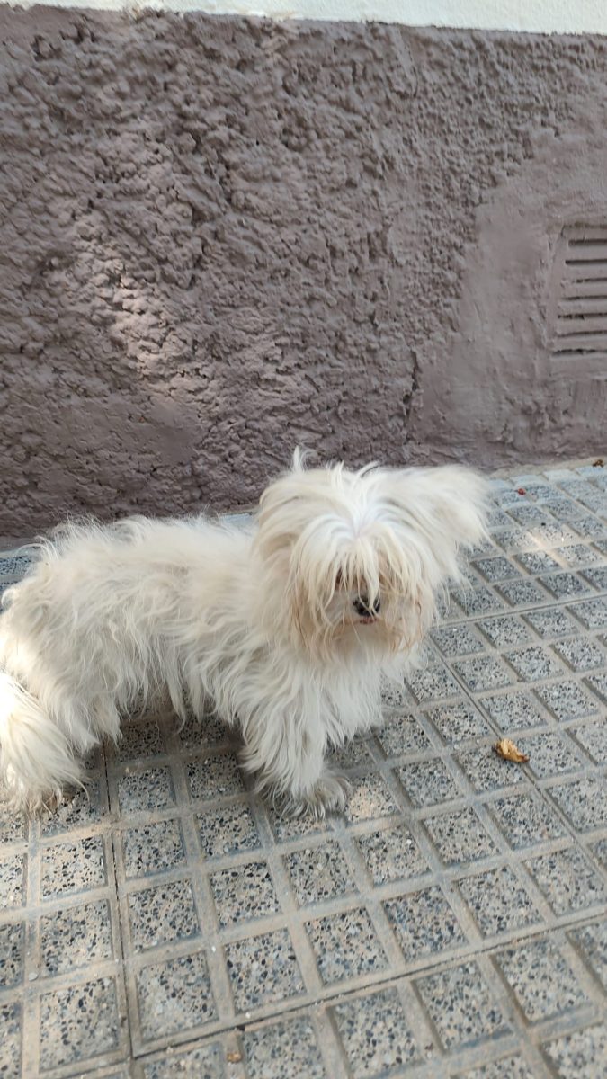 Mi hermano ha perdido a su perra