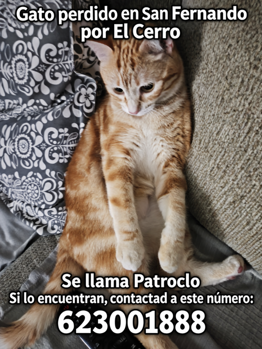 Se Busca Gato Perdido, se llama Patroclo