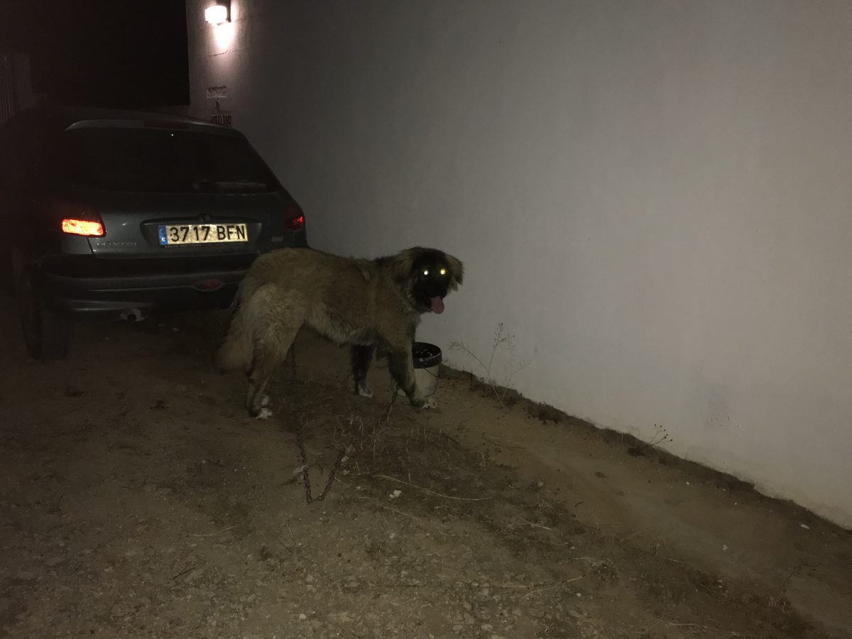Mastín encontrado