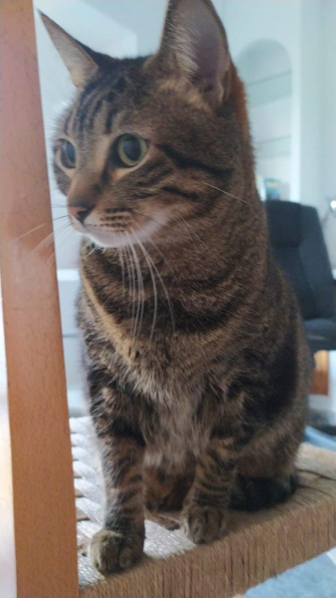 Gato perdido