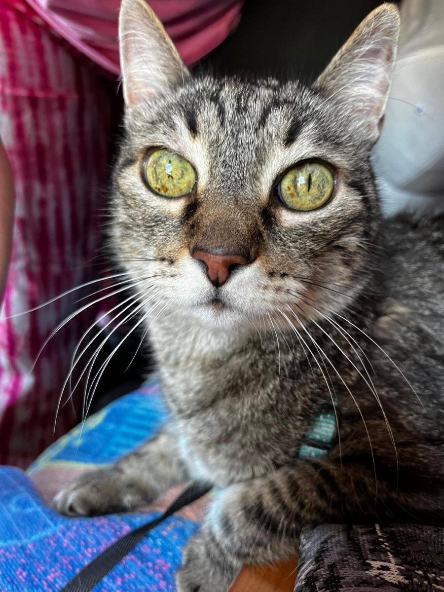 Gato perdido