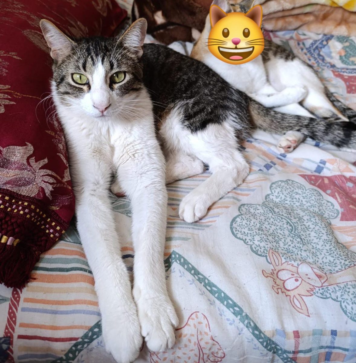 GATO perdido Chiclana