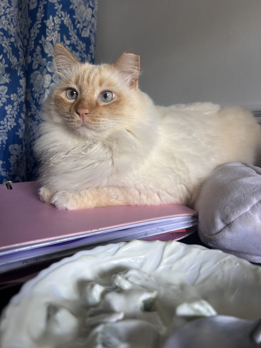 Perdida de Gato