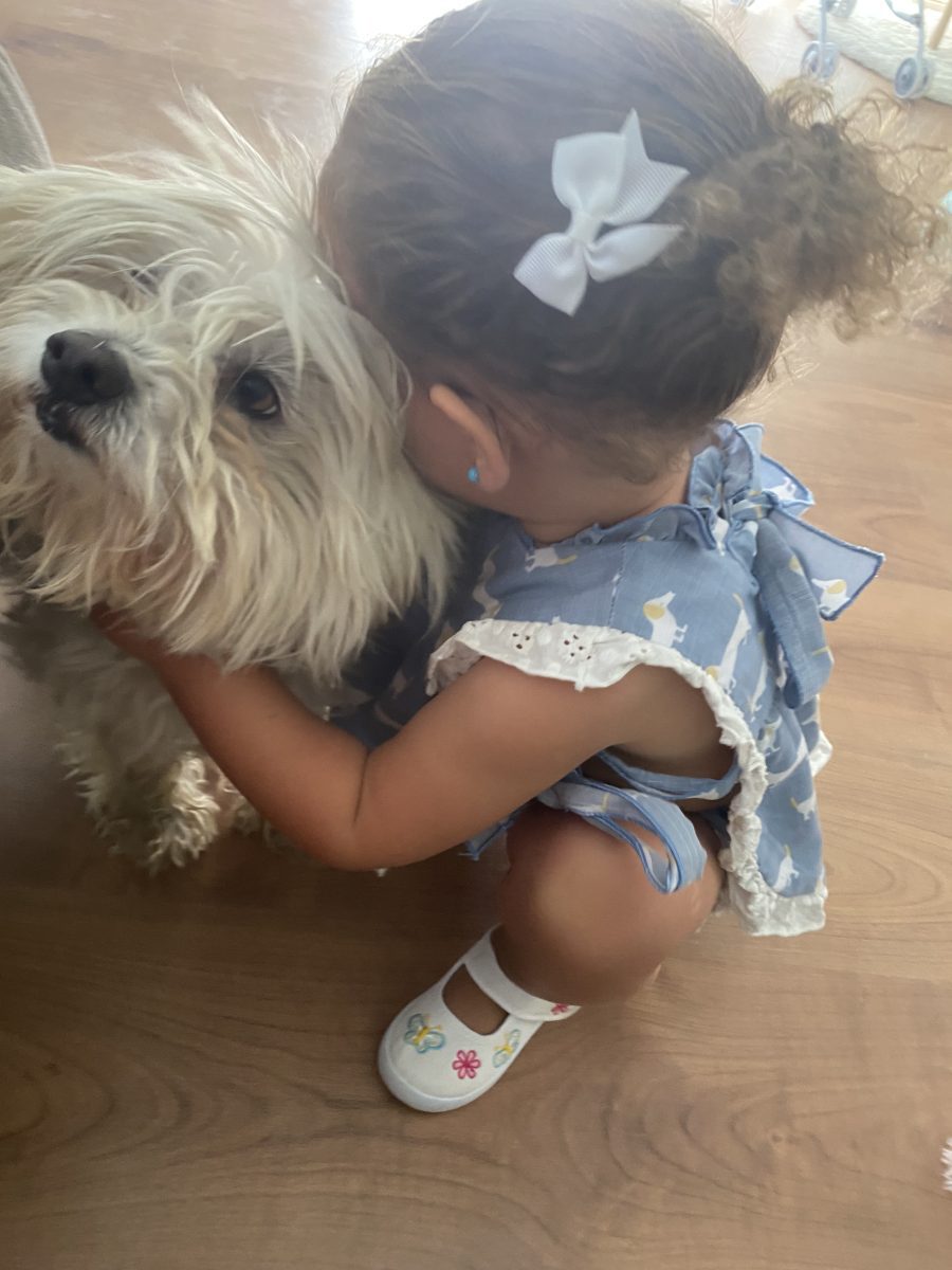 Bichon perdido en zona campito