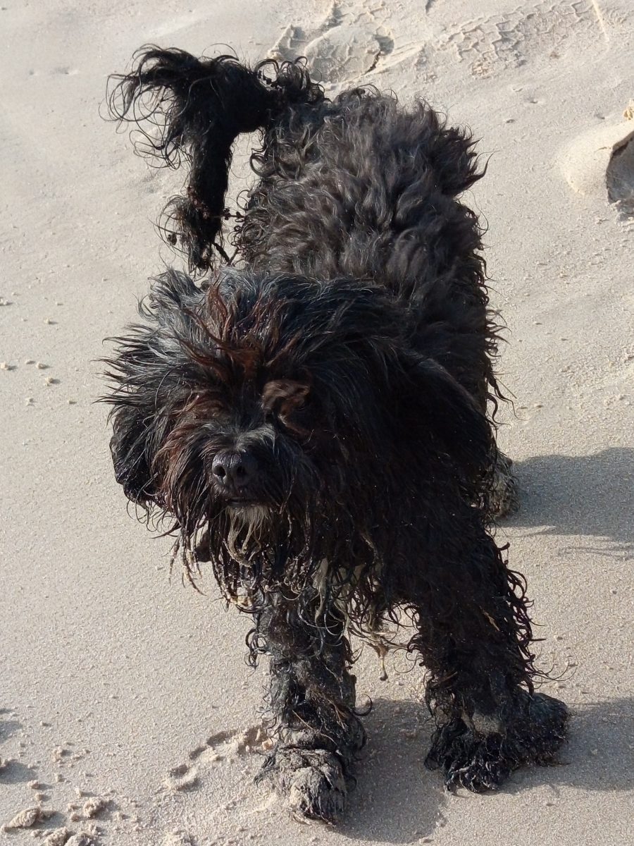 Perro abandonado/perdido