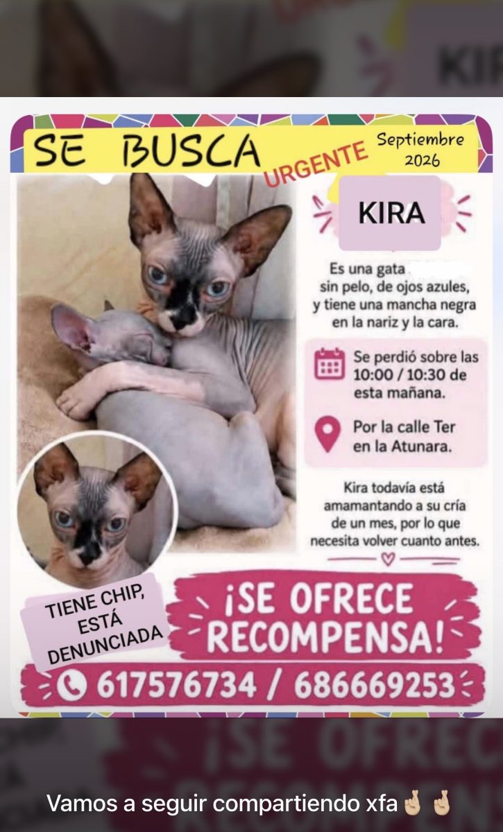 Gata sphynx perdida