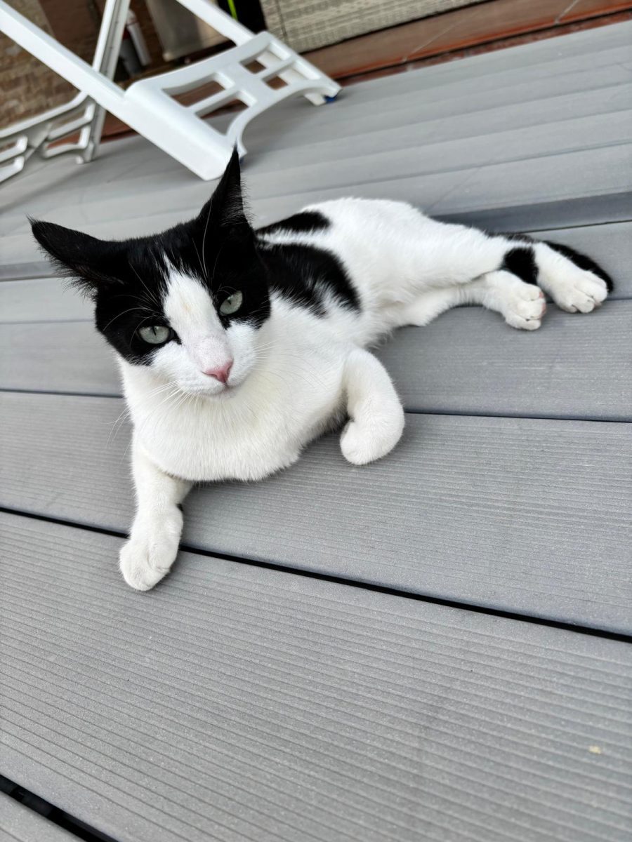 GATO PERDIDO – Romy