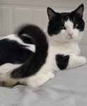 GATO MACHO PERDIDO EN PUERTO REAL- CÁDIZ