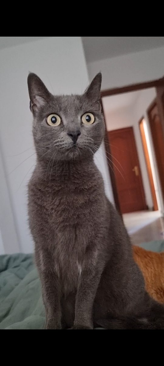Se ha perdido mi gata Luna de 9 años