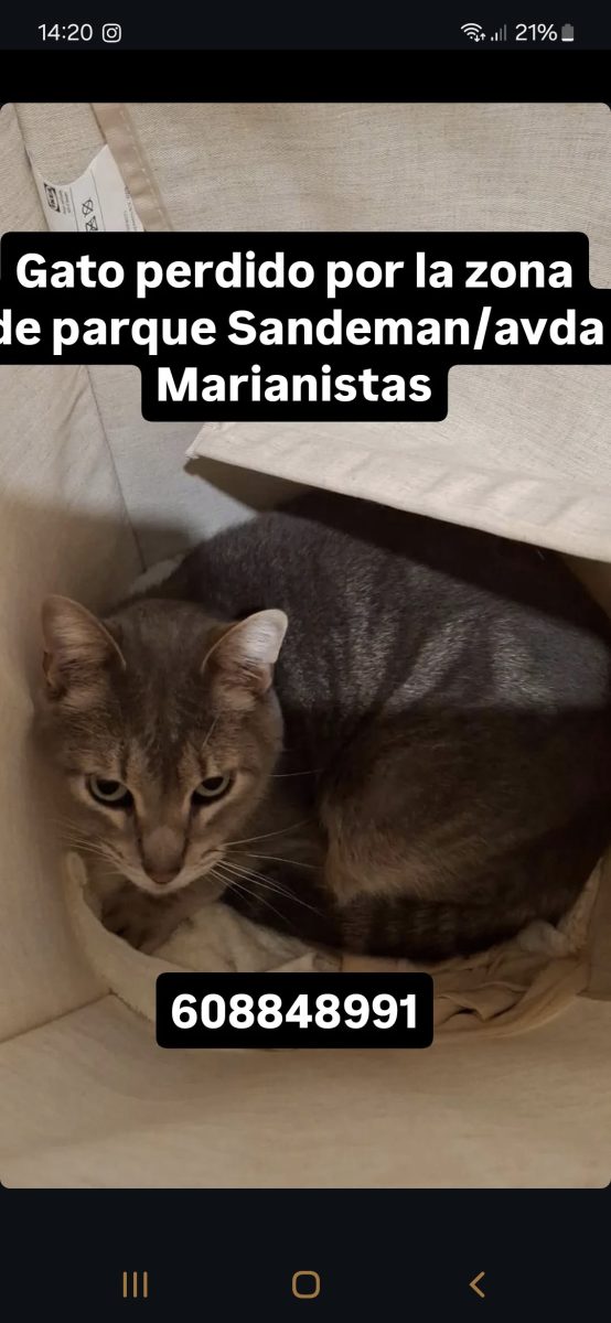 GATO PERDIDO EN JEREZ
