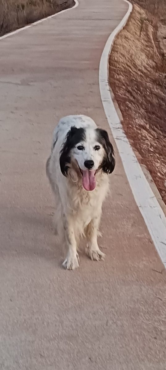 TAO – PERRO PERDIDO EN ROCHE