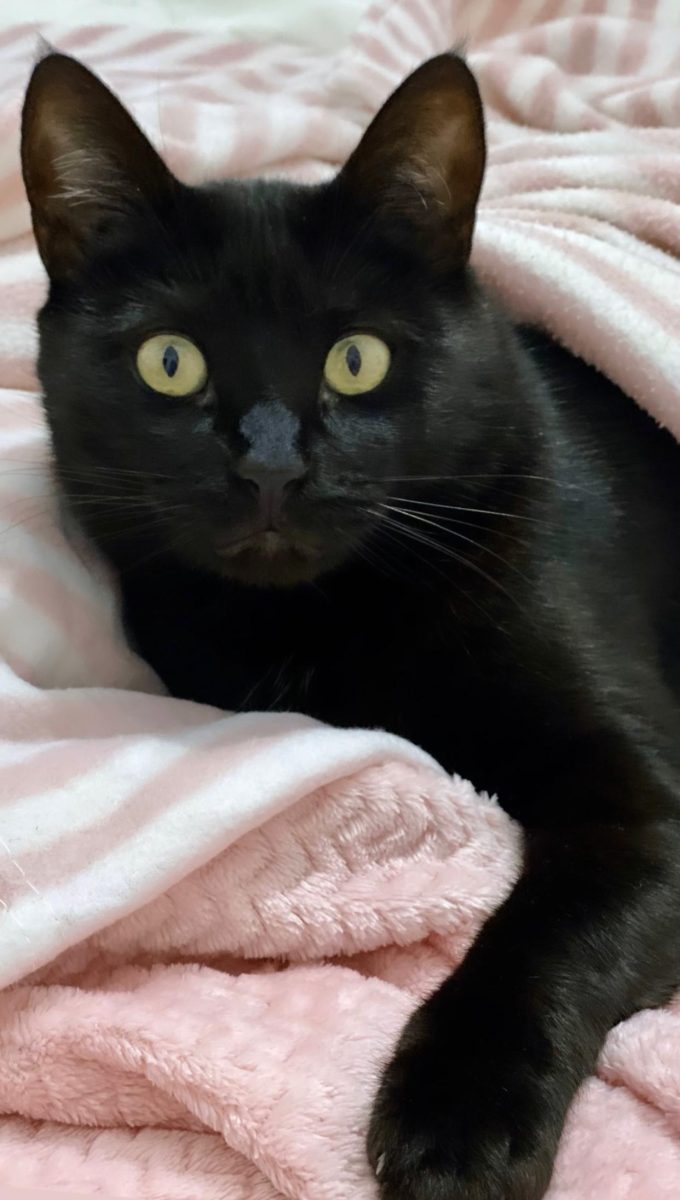 Me perdí (Pippo)