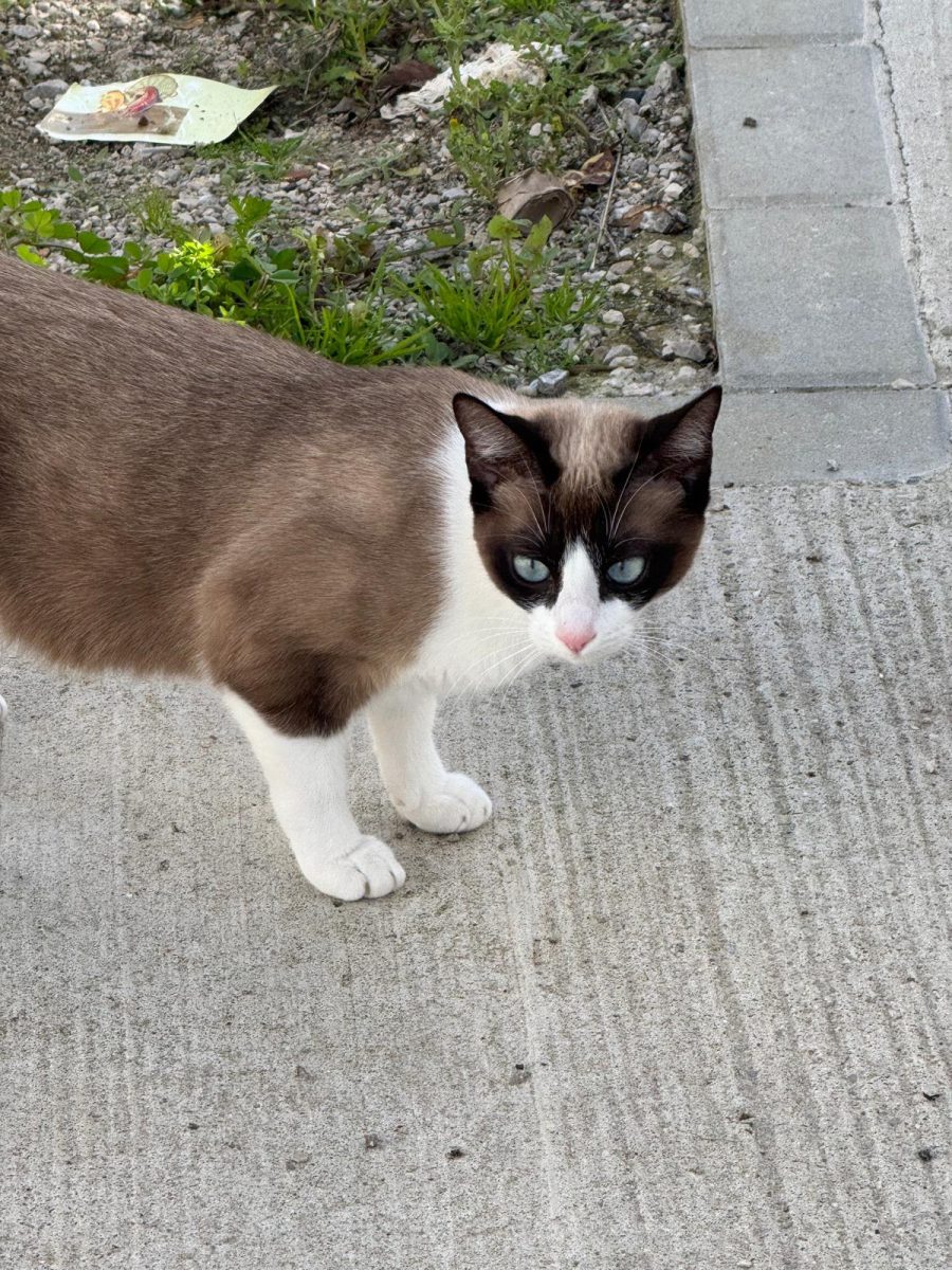 Gato perdido por la zona sur