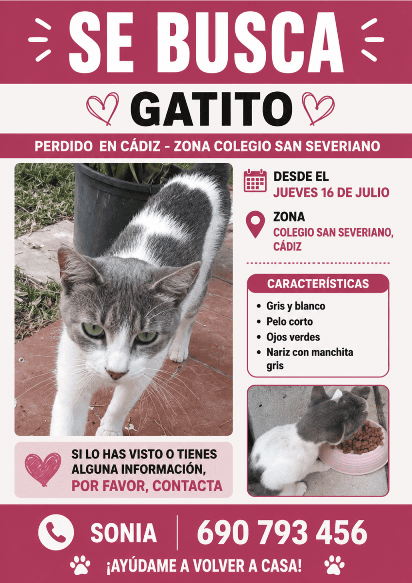 Gato perdido