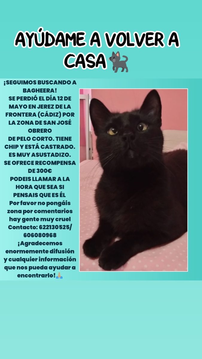 GATO NEGRO PERDIDO EN JEREZ