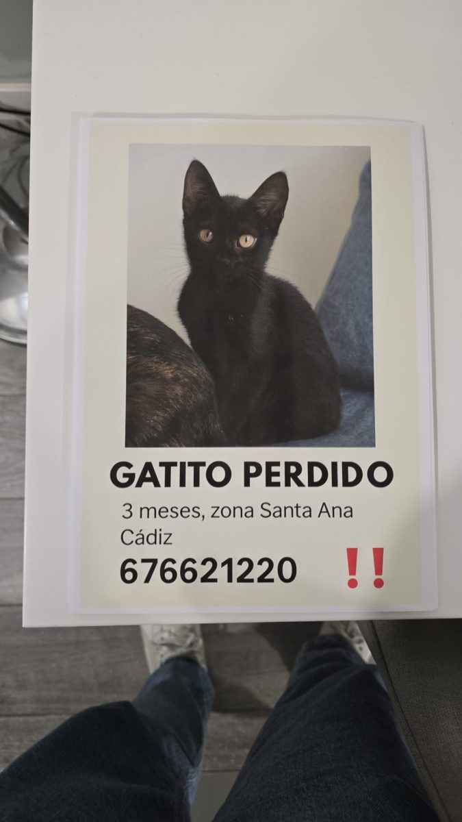 Gato negro 3 meses
